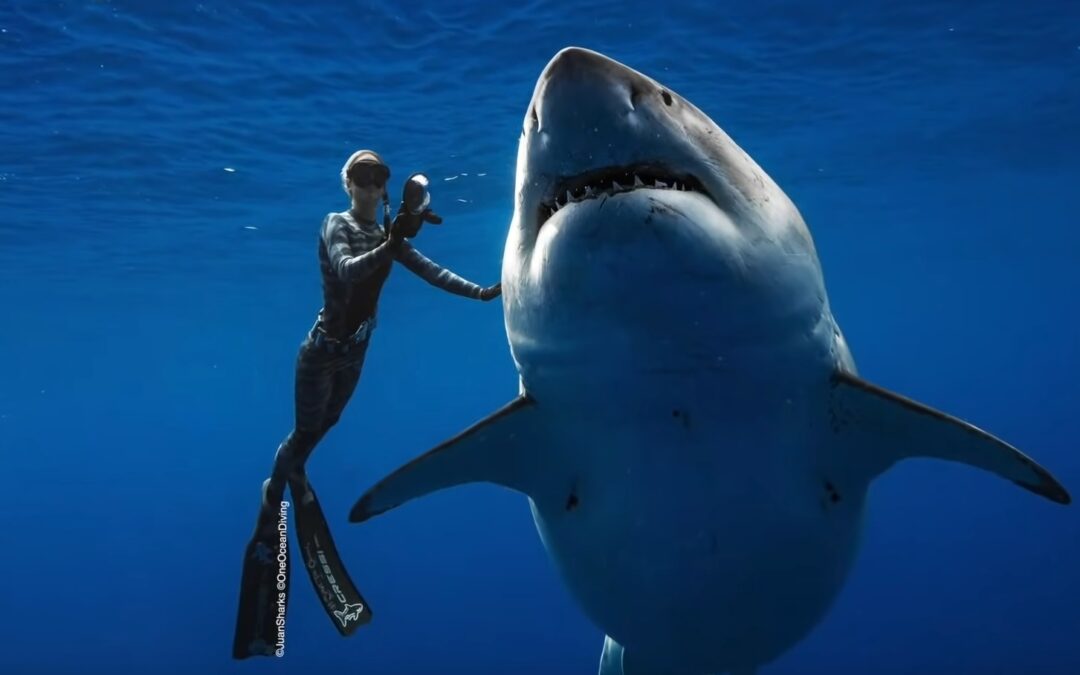 Meet Deep Blue The Real ‘Jaws’ – World’s Largest Shark Captured On Video