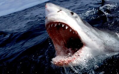 Dive Into These 15 Aquatic Horror Films