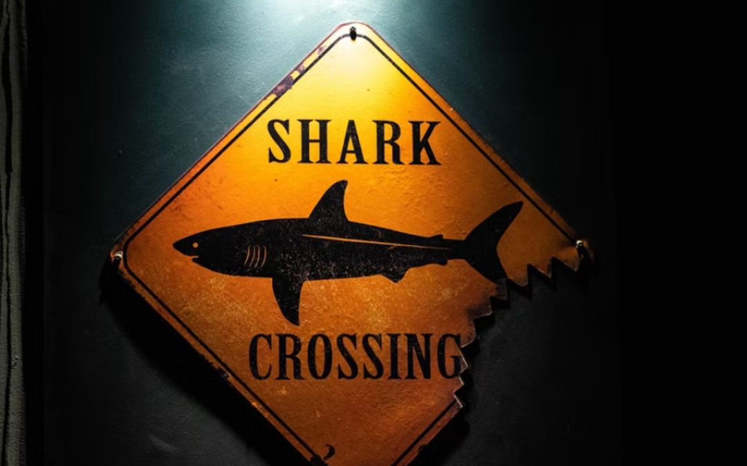 Is There A New Megalodon Movie Coming Out?