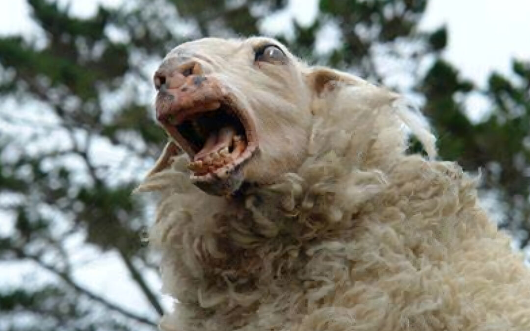 Baa-d to the Bone! ‘Black Sheep’ Comes to 4K Ultra HD This September!