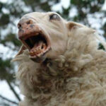 Black Sheep 2