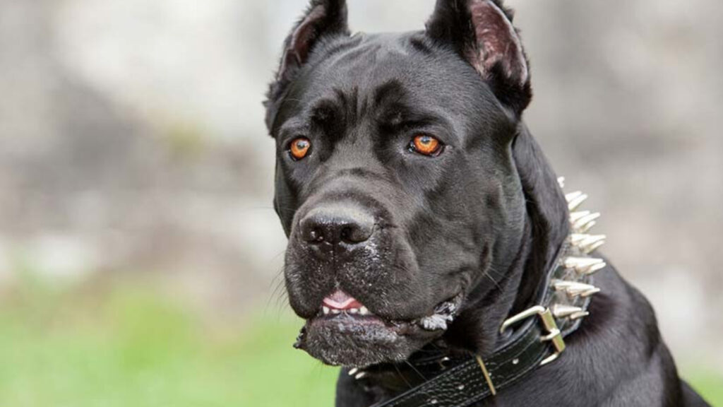 Cane Corso Zeus movie