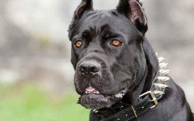 Texas Chainsaw Massacre Director Will Unleash a Killer Canine in the Horror Film ‘Zeus’