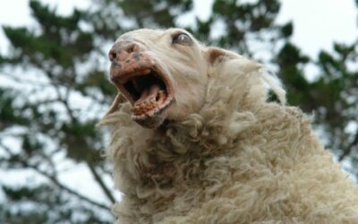 The Horror Comedy Classic ‘Black Sheep’ is Getting a Sequel!