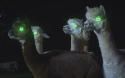 The ‘Alpacalypse’ Has Begun!