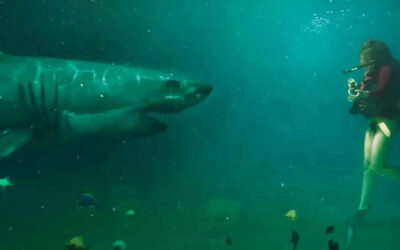 Scout Taylor-Compton and Jaws Star Richard Dreyfuss Dive into the Shark Thriller ‘Into the Deep’