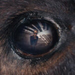 animale movie