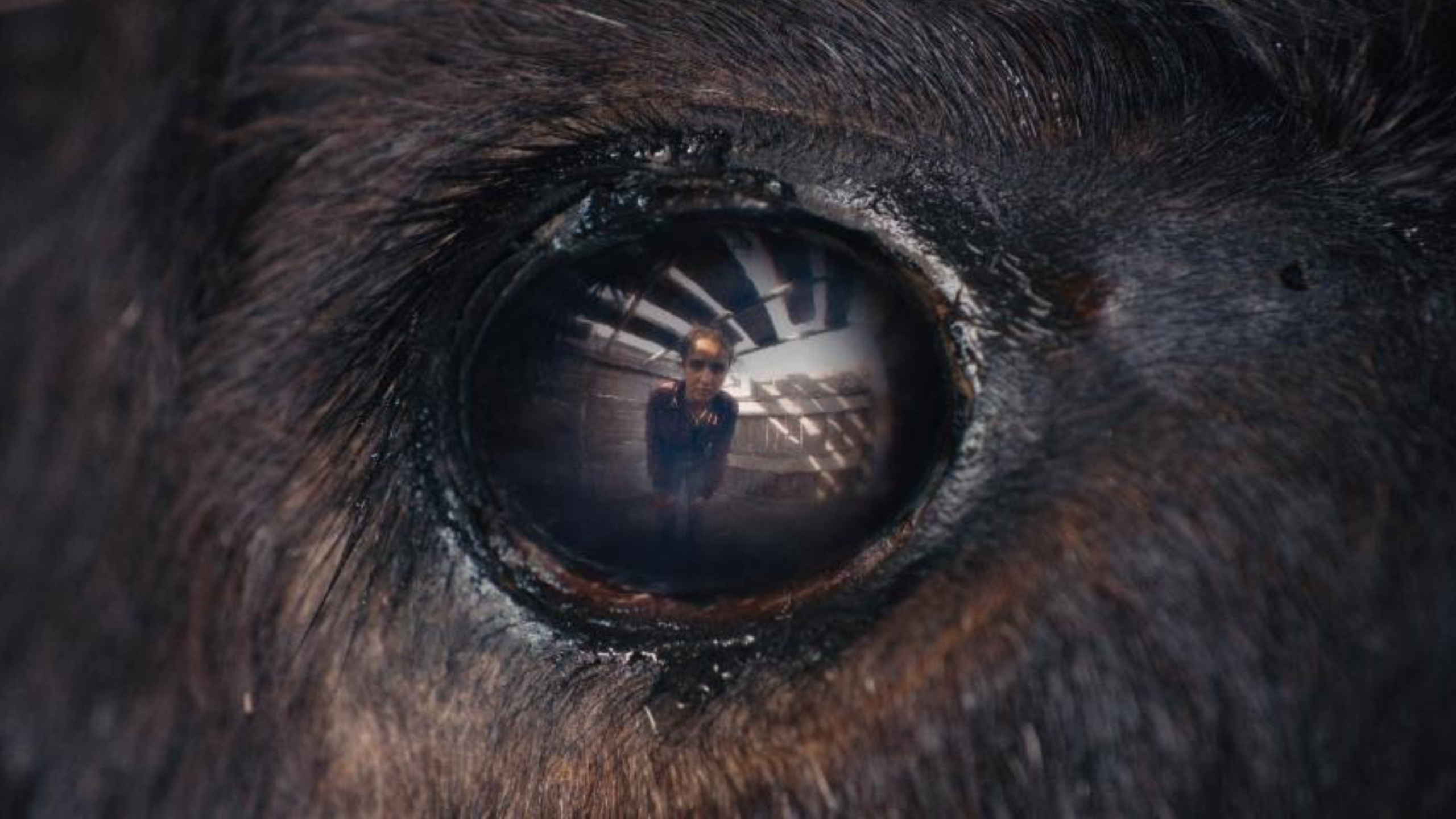 animale movie