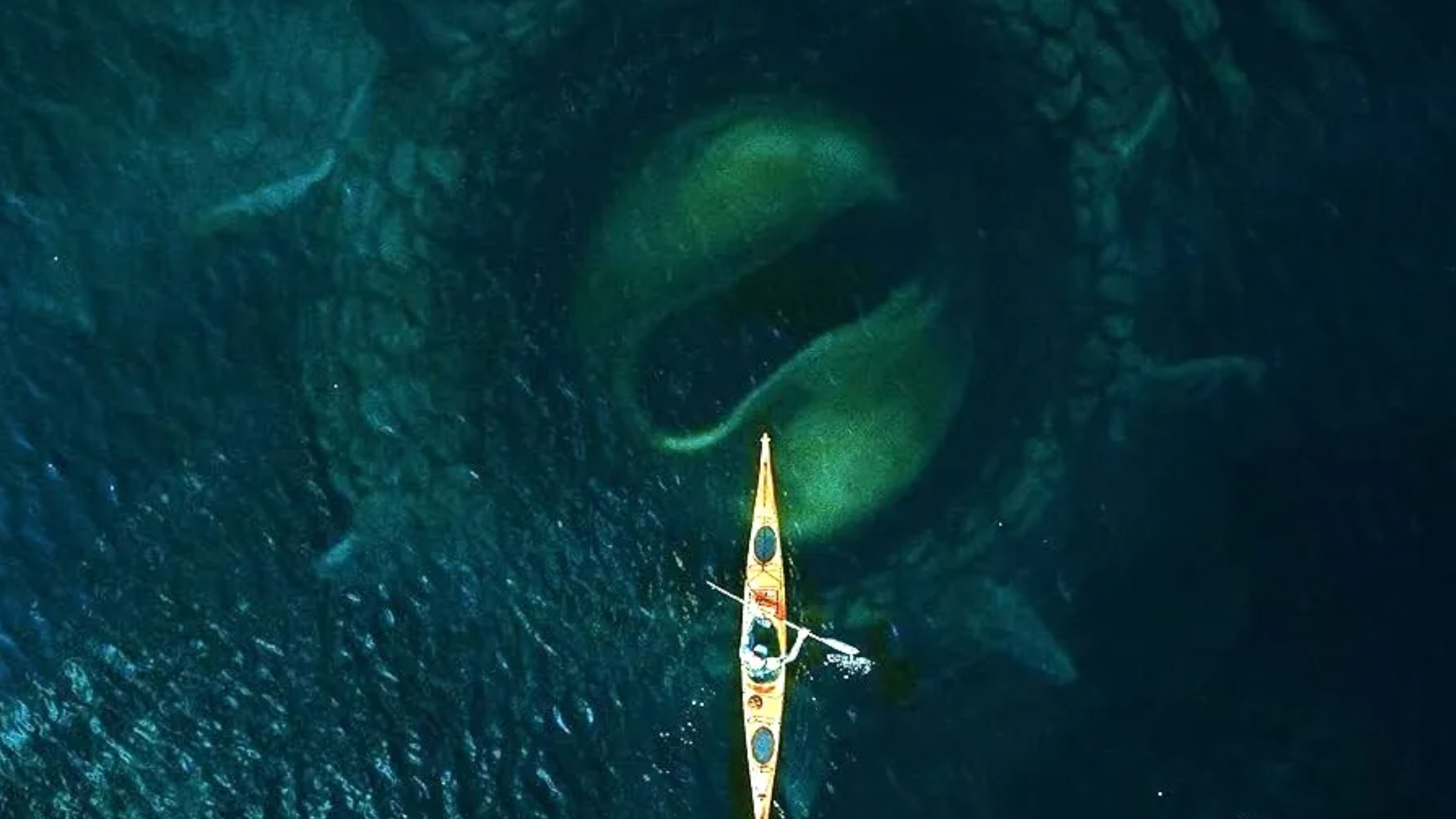 Kraken movie 2025