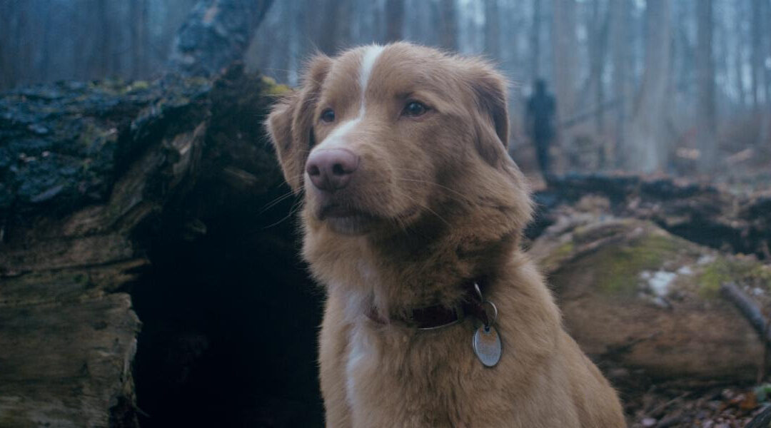 IFC Expands Release for Horror Film ‘Good Boy’ After Trailer Goes Viral