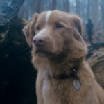 Good Boy movie