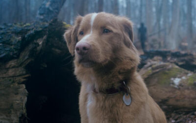Dog Centered Horror Movie ‘Good Boy’ Fetches a Theatrical Release Date