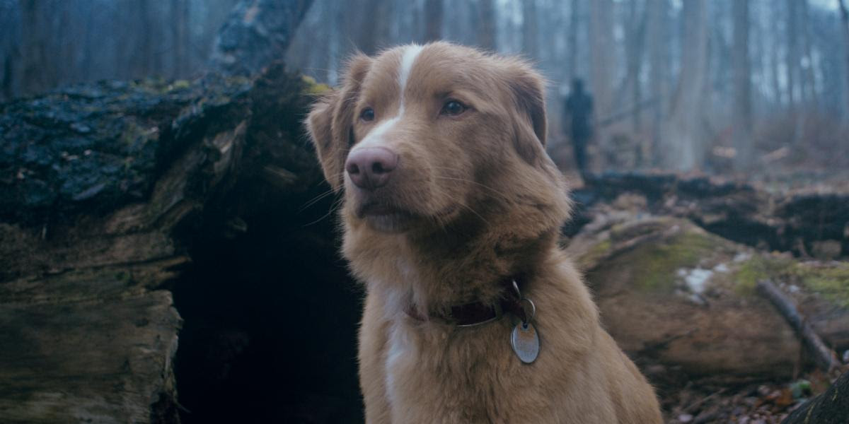 Good Boy movie
