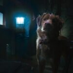 Good Boy