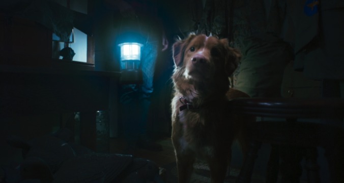 Good Boy