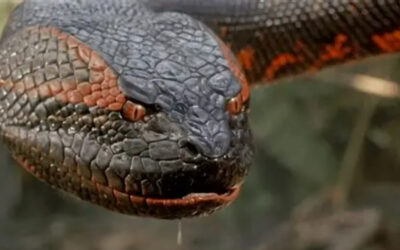 The First Glimpse at Jack Black and Paul Rudd’s ‘Anaconda’ Slithers into View