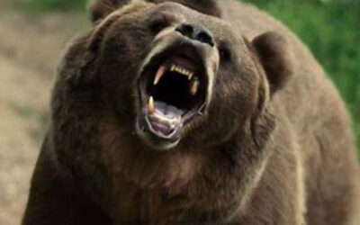 Trailer Unleashed for True Story Inspired Survival Horror ‘Grizzly Night’