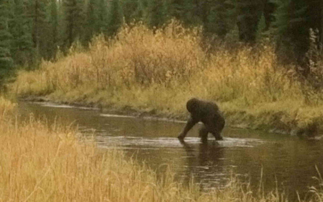 Spoiler-Free Review: AMERICAN SASQUATCH: MAN, MYTH OR MONSTER (2025)