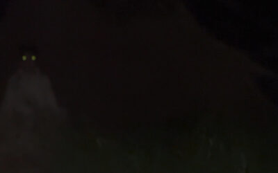 ‘Don’t Look in the Dark’ Premiering at the New Jersey Film Festival