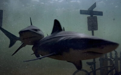 Dinner is Served: The Asylum Unleashes The ‘Shark Thrash’ Trailer