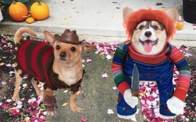 Terror and Treats: PetSmart Reveals Its 2026 Thrills & Chills Halloween Pet Collection