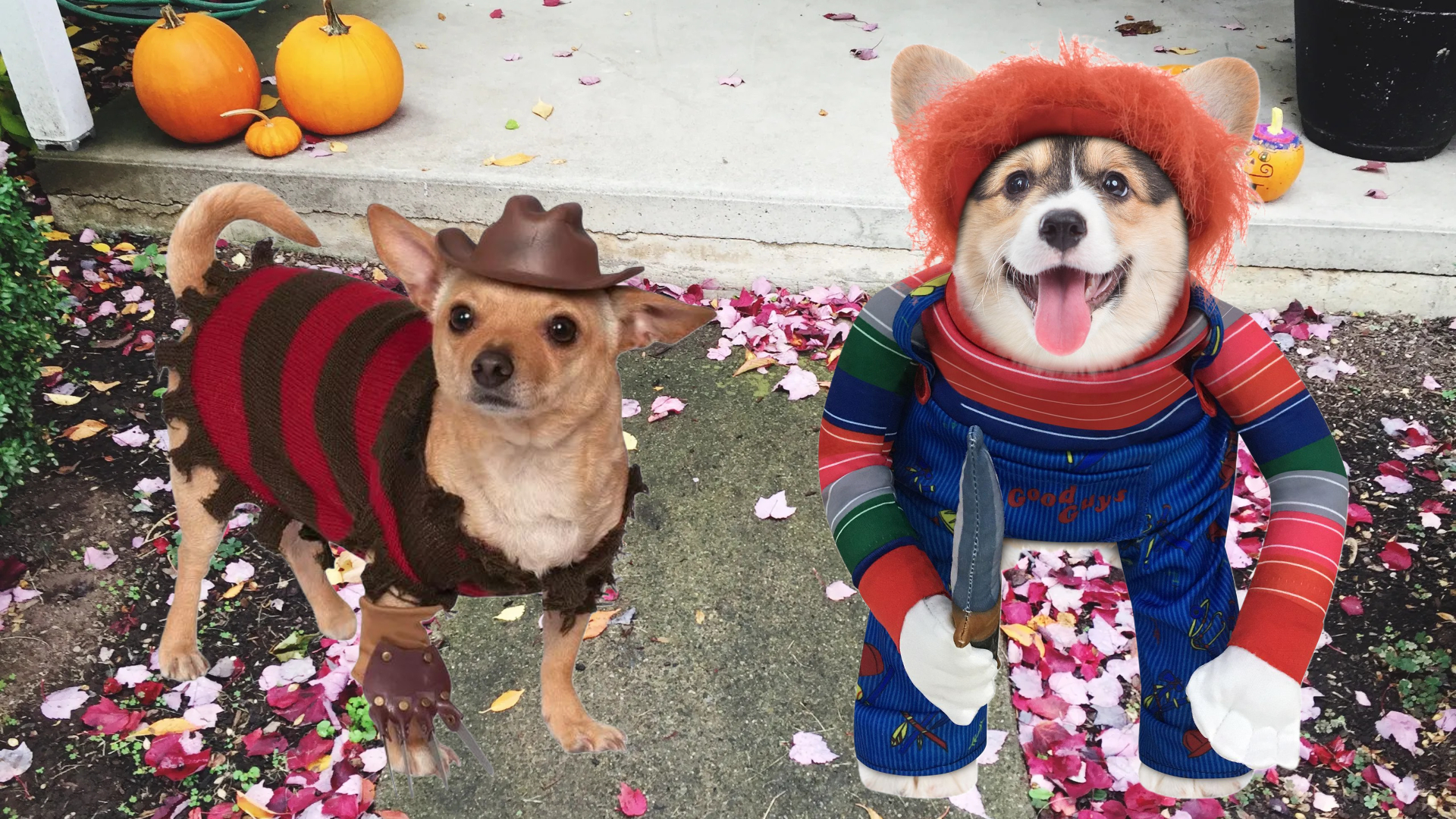 pet costumes